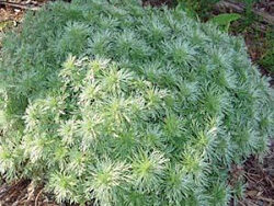 Wormwood, Silver Mound