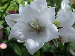 Bellflower, Takion White