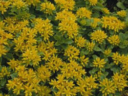 Stonecrop, Yellow