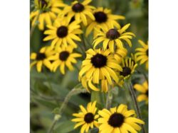 Black Eyed Susan, American Gold Rush