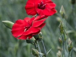 Dianthus, American Pie™ Cherry Pie