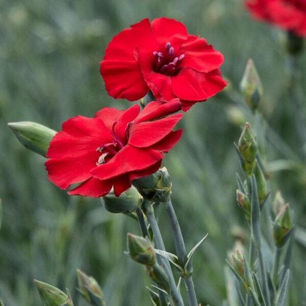 Dianthus, American Pie™ Cherry Pie