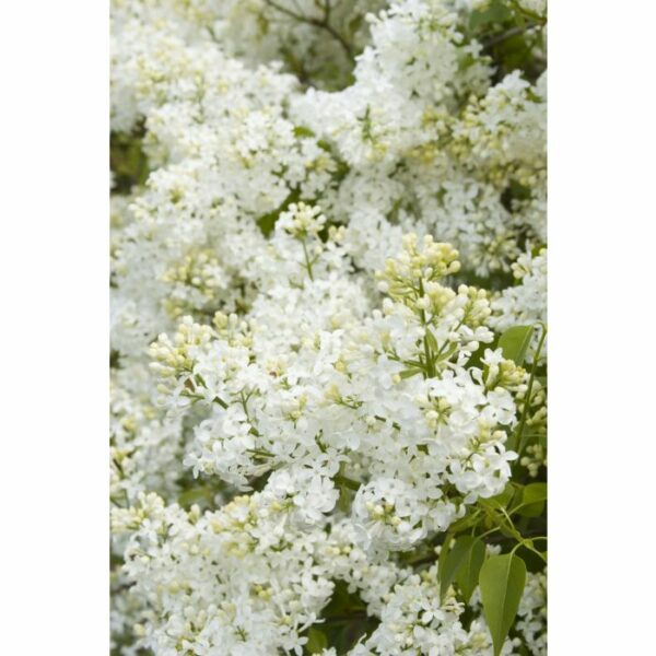 Lilac, Angel White