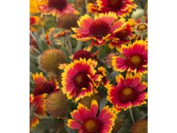 Blanket Flower, Arizona Sun