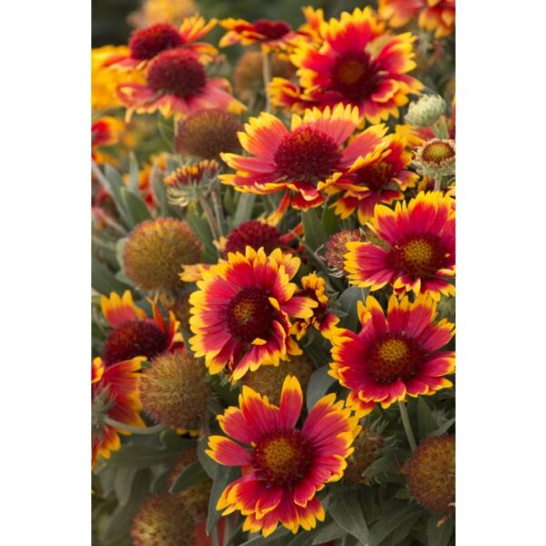 Blanket Flower, Arizona Sun