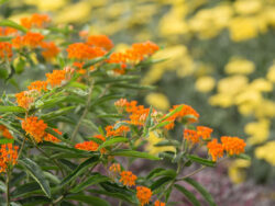Milkweed, Butterflyweed - Orange