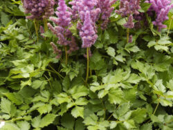 Astilbe, Visions Raspberry