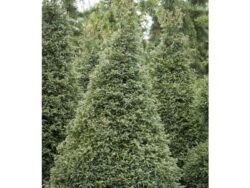 Cypress, Baby Blue Sawara