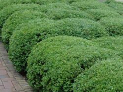 Boxwood, Chicagoland Green®