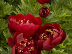Peony, Buckeye Belle Herbaceous