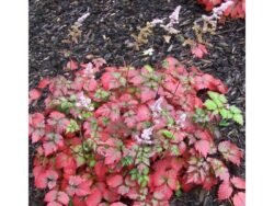 Astible, Color Flash®