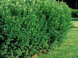 Cotoneaster, Hedge