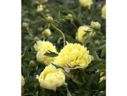 Peony, Itoh Duchesse de Lorraine
