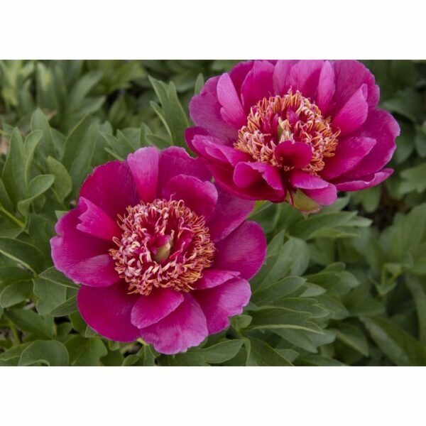 Peony, Early Scout Fernleaf