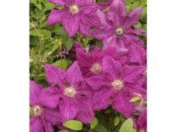 Clematis, Ernest Markham