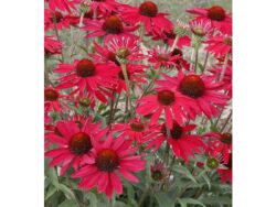 Coneflower, Evolution™ Embers™ Fever