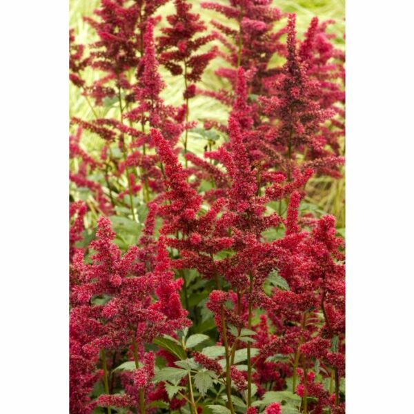 Astilbe, Fanal
