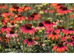 Coneflower, Evolution™ Fiesta