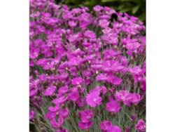 Dianthus, Firewitch