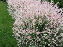 Willow, Flamingo Dappled