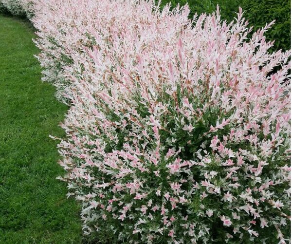 Willow, Flamingo Dappled