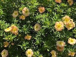 Potentilla, Gingersnap™