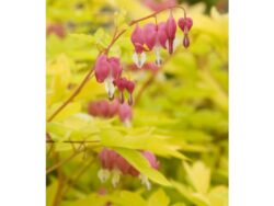 Bleeding Heart, Gold Heart