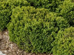 Boxwood, Green Velvet