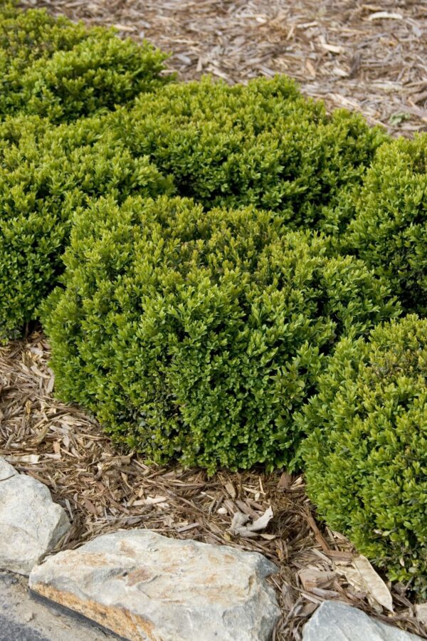 Boxwood, Green Velvet