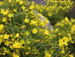 Daylily, Happy Returns Yellow