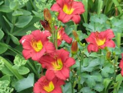 Daylily, Ruby Stella