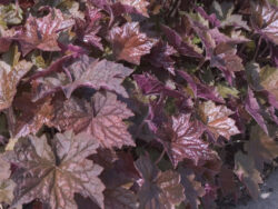 Coral Bells, Palace Purple