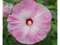 Hibiscus, Honeymoon™ Light Rose
