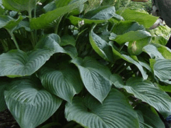 Hosta, Shadowland®Empress