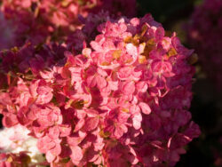 Hydrangea, First Editions® Vanilla Strawberry