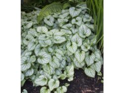Brunnera, Jack Frost
