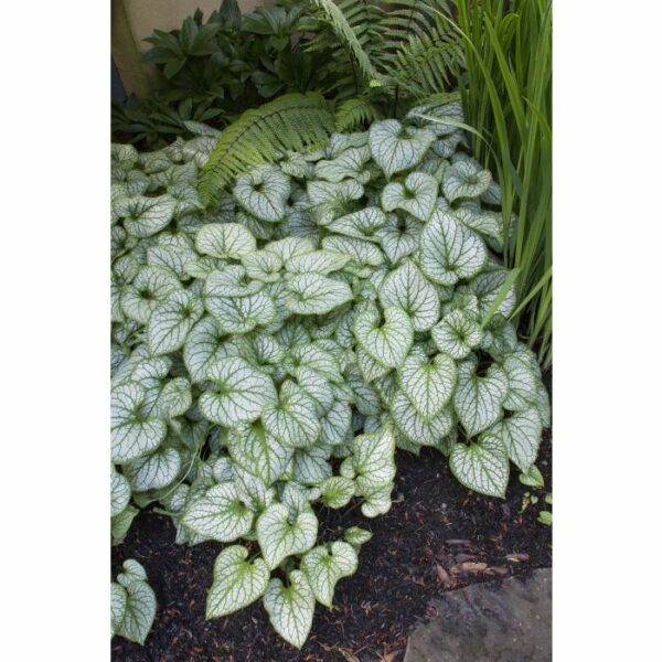 Brunnera, Jack Frost