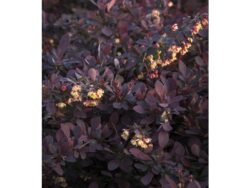 Barberry, Lava Nugget®