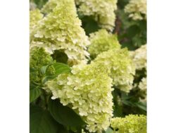 Hydrangea, Limelight Hardy