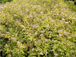 Spirea, Limemound®