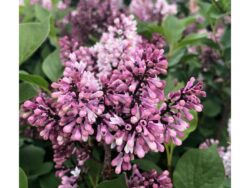 Lilac, Little Darling®