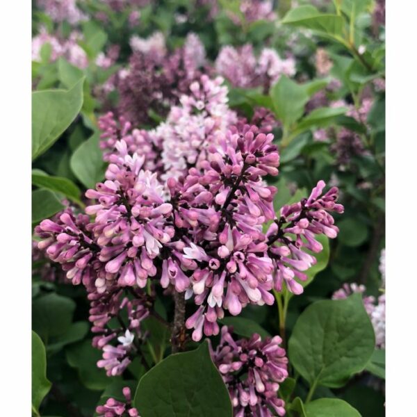 Lilac, Little Darling®