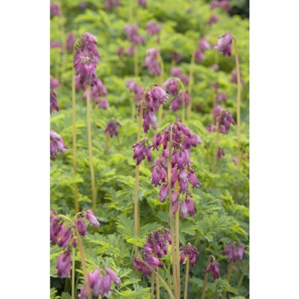 Bleeding Heart, Luxuriant Fringed