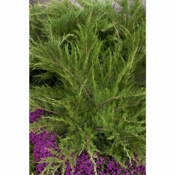 Juniper, Mint Julep®