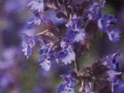 Catmint, Walkers Low