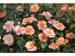 Rose, Nitty Gritty™ Peach