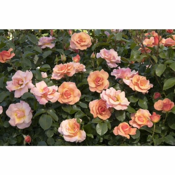Rose, Nitty Gritty™ Peach