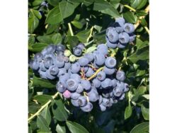 Blueberry, Patriot Early Season