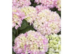 Hydrangea, Pink Splendor™