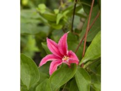 Clematis, Princess Diana